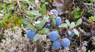 Bonbon des Vosges Bio Framboise Au Brin de Paille